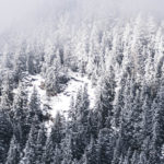 Notre Suisse et ses arbres