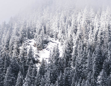 Notre-Suisse-et-ses-arbres_cover_1024x1024