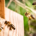 BBBzzz… les abeilles sont les reines de nos forêts