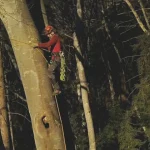 Arboriste grimpeur : un métier dédié au soin des arbres