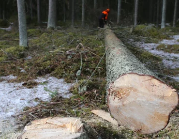 Forestier-bucheron---un-metier-essentiel-pour-nos-forets_Cover_1024x1024