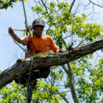 Abattage et démontage