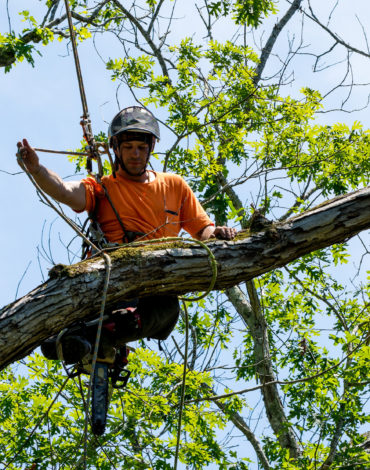 Young green plant growing in the forest with sunbeams and lens flare