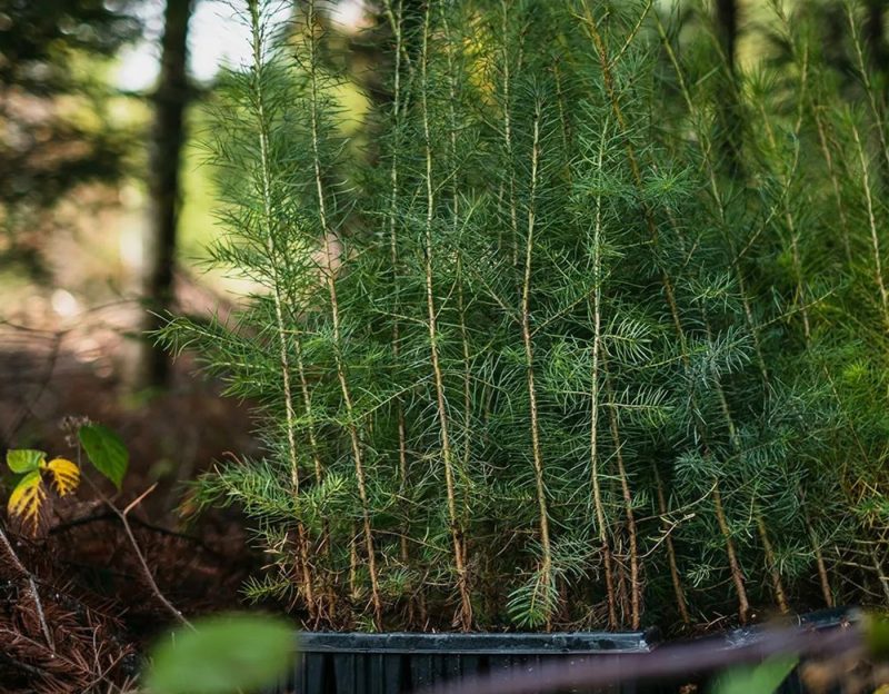 Association_Plantation