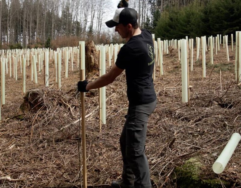 Young green plant growing in the forest with sunbeams and lens flare