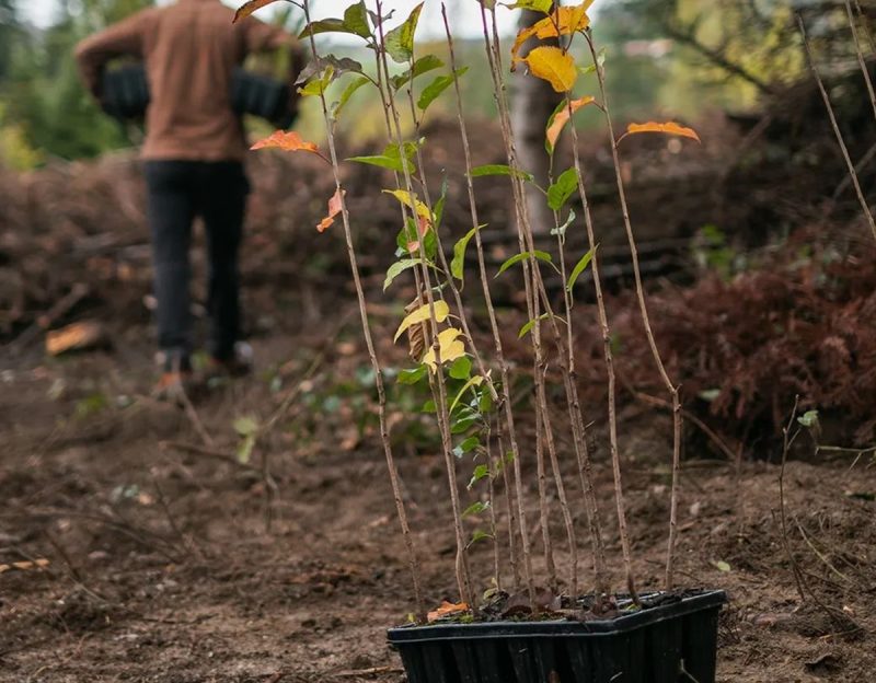 Projets_Plantationsok